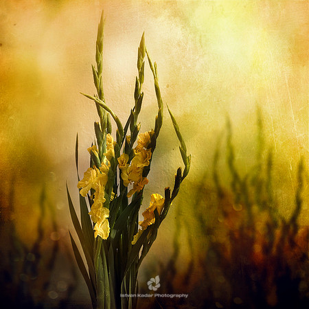 Yellow Gladiolus