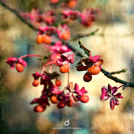 November Bloom