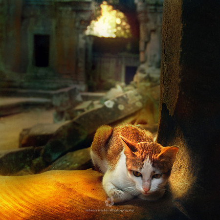 Cat in the Ruins