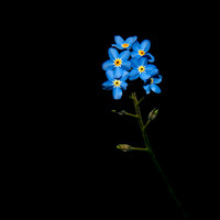 Forget-Me-Not (Myosotis Arvensis)