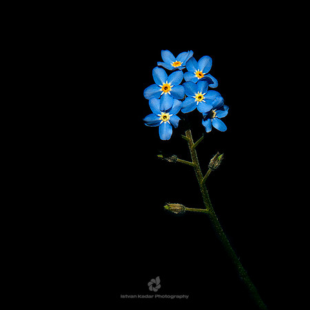Forget-Me-Not (Myosotis Arvensis)