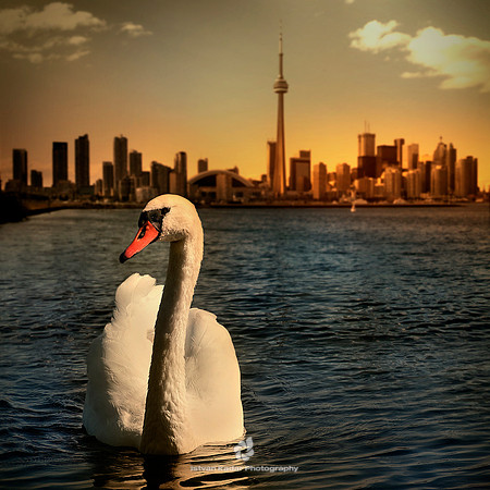 Swan in the City