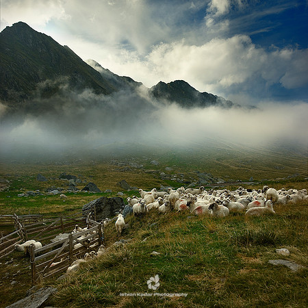 Transylvania, animals, aries, flock, grass, herd, lamb, landscape, mountain, nature, sheep