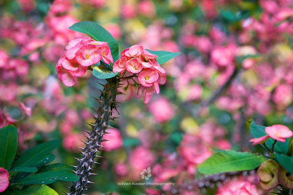 Crown of Thorns