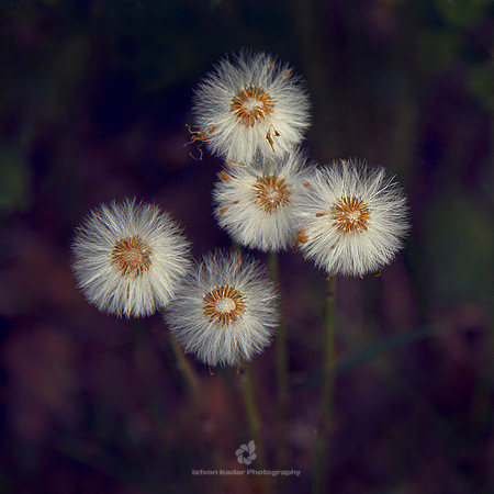 The Dandelions