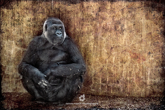 Lowland Gorilla