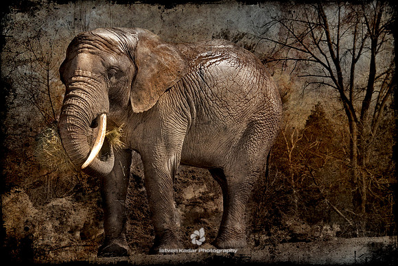 African Elephant