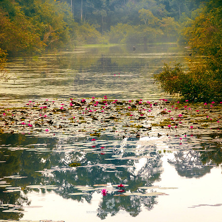 Waterlilies at Angkor Wat
