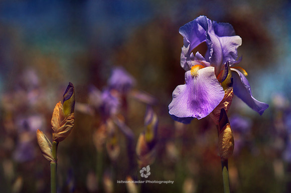 Iris
