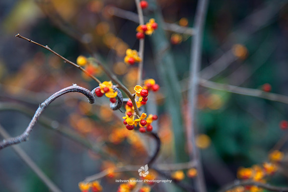Autumn Berries