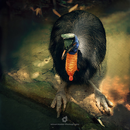 Golden-neck Cassowary