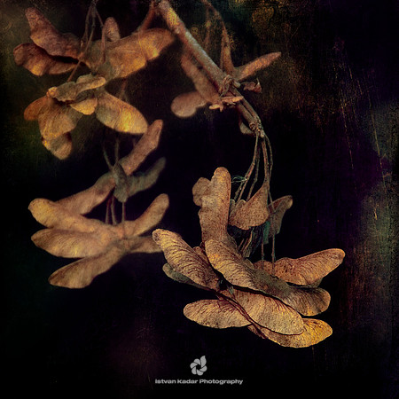 Delicious Autumn