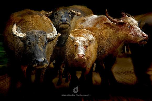 Water Buffaloes