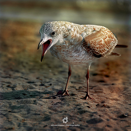 Beggar