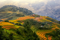 "Hoang Lien Nature Reserve", "Hoang Lien Son", "Lao Cai Province", Sapa, Vietnam, landscape, "rice field", "rice terraces", "terraced fields" yellow, rice