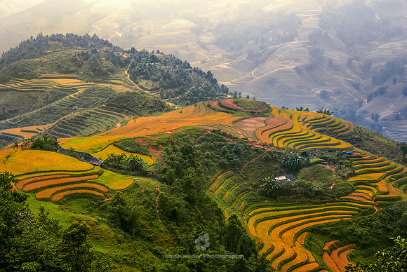 "Hoang Lien Nature Reserve", "Hoang Lien Son", "Lao Cai Province", Sapa, Vietnam, landscape, "rice field", "rice terraces", "terraced fields" yellow, rice
