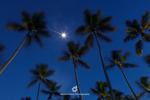 Palms at Moonlight