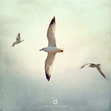 Go and Fly