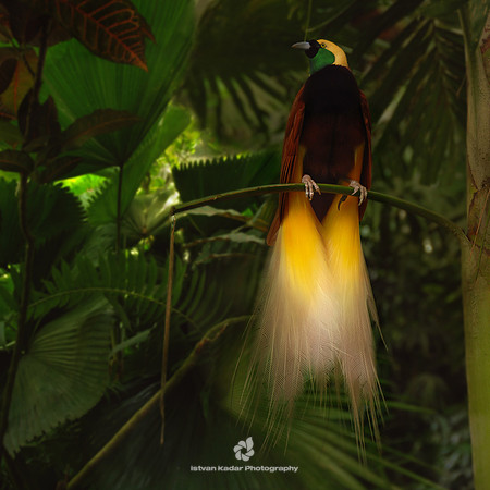 Greater Bird of Paradise