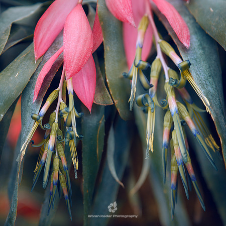 Billbergia