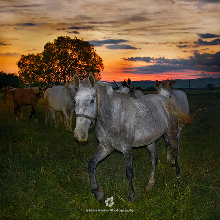 Sunset Pasture