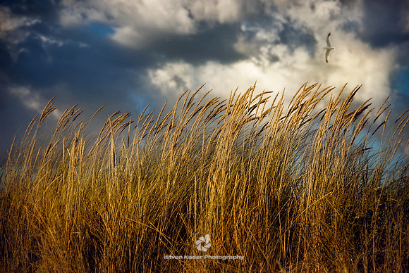 Swept off in the Breeze