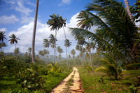 Path Along the Beach
