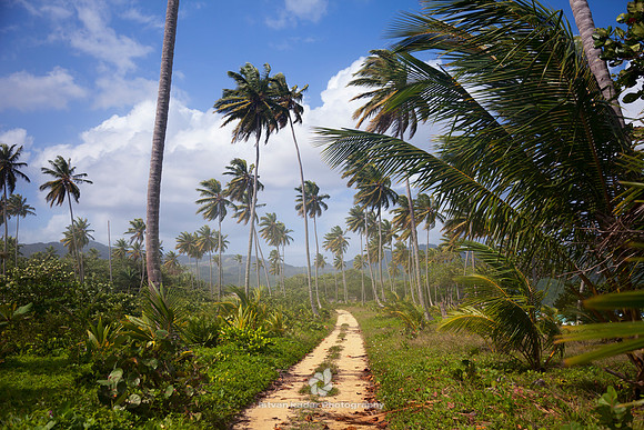 Path Along the Beach