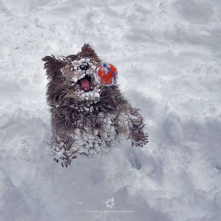 Snow Monster