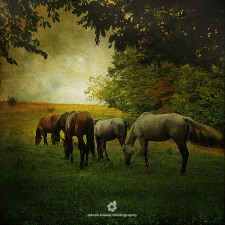 Pasture in a Late Afternoon