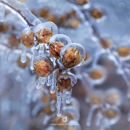 Ice Buds