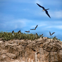 The Galapagos of the Bay: The Marieta Islands
