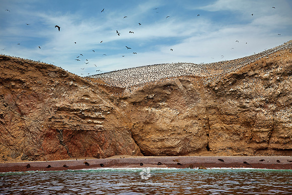 Marine Birds and Sea Lions