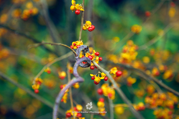 Oriental Bittersweet (Celastrus Orbiculatus)