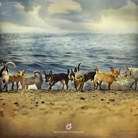 Chihuahua's Island II