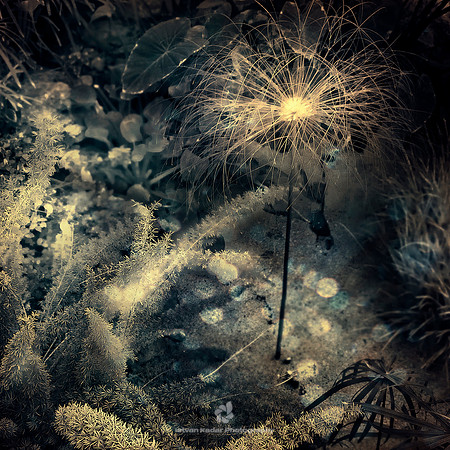 Magic Sparkles in Nature