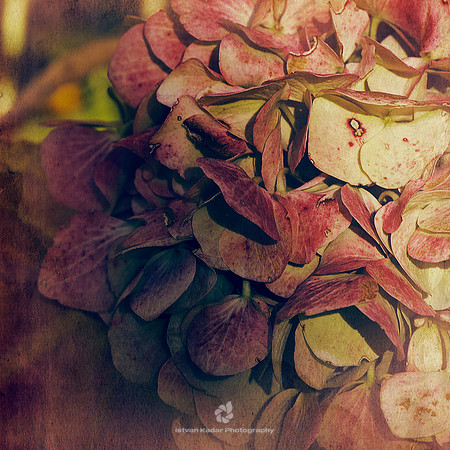 Hydrangeas