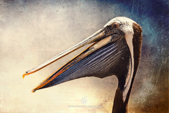 The Face of the Pelican
