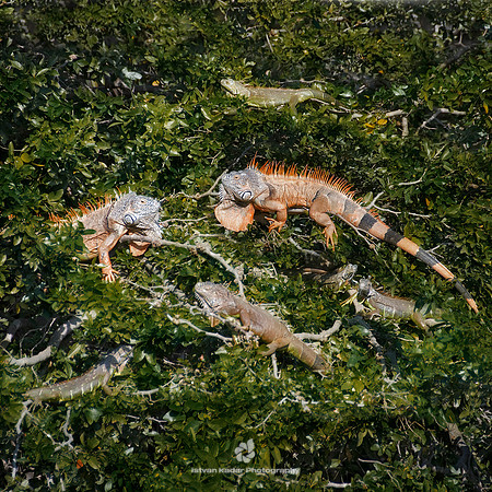 Iguanas