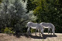 Grevy’s Zebras (Equus grevyi)