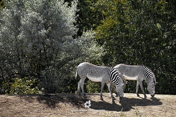 Grevy’s Zebras (Equus grevyi)