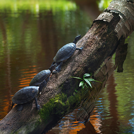 Hispaniolan Sliders