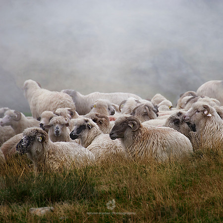 Resting Flock of Sheep