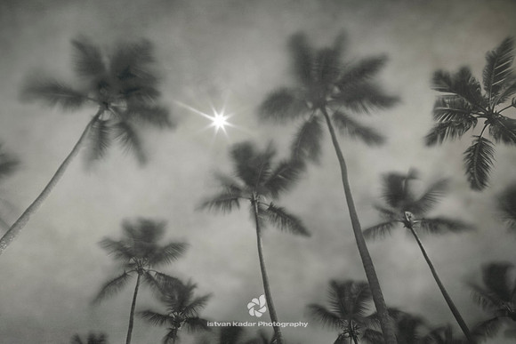Blue, Moon, Night, Palm, Sky, Star, Tree, Texture, Black&White