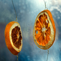 Redolence of the Winter Holidays