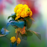 Apollo, Berberidaceae, Berberies, "Mahonia aquifolium", "Oregon grape", colourful, flora, flower, nature, plant, yellow