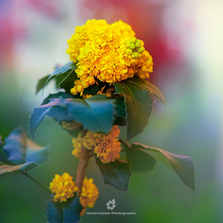Apollo, Berberidaceae, Berberies, "Mahonia aquifolium", "Oregon grape", colourful, flora, flower, nature, plant, yellow