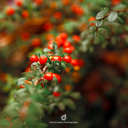 Red & Green