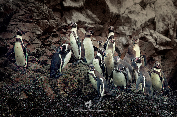 Humboldt Penguins