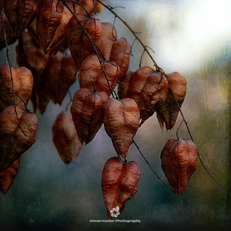 November Love
